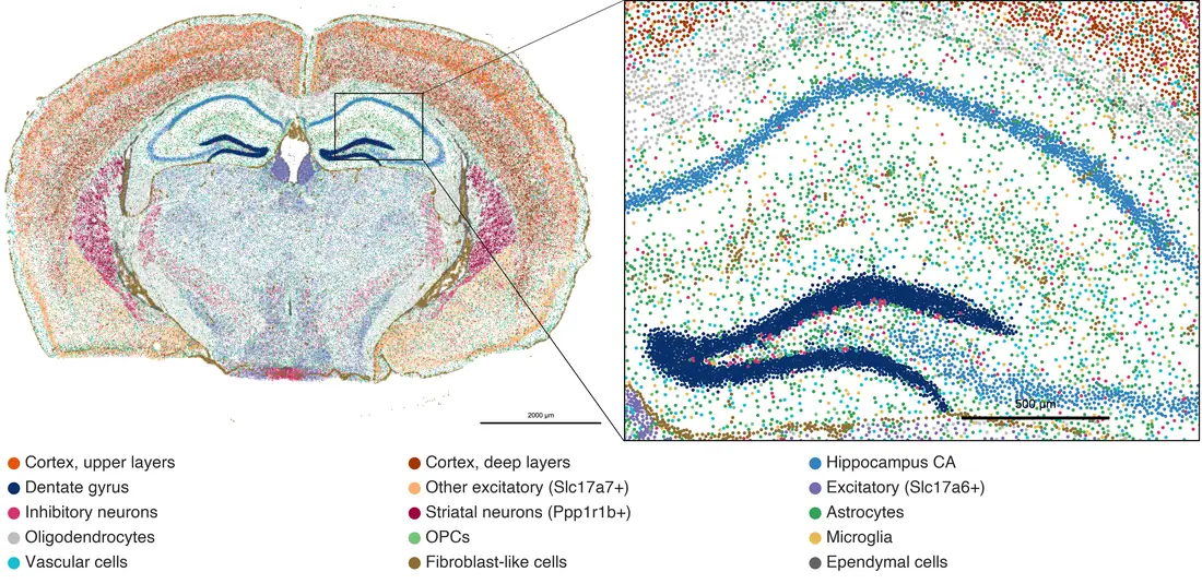 A coronal section of a mouse brain in which every cell is a colored dot: cortical layers in orange and brown, the hippocampus in blue, white matter in grey. A boxed region is enlarged at the right, where single cells of the hippocampus and the deep cortex are visible.