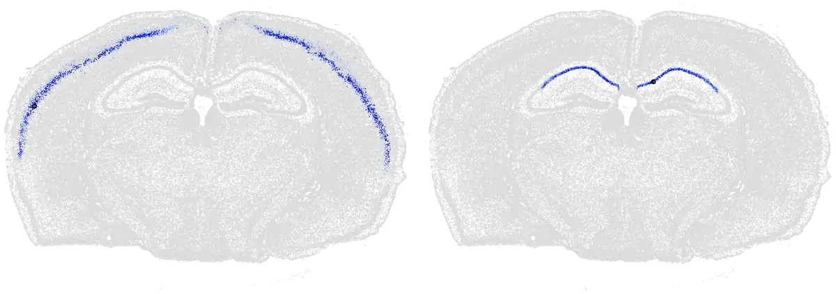 Two copies of a coronal mouse brain section in grey. Left: a band through the middle layers of the cortex in both hemispheres is colored blue. Right: the CA1 band of the hippocampus in both hemispheres is colored blue.