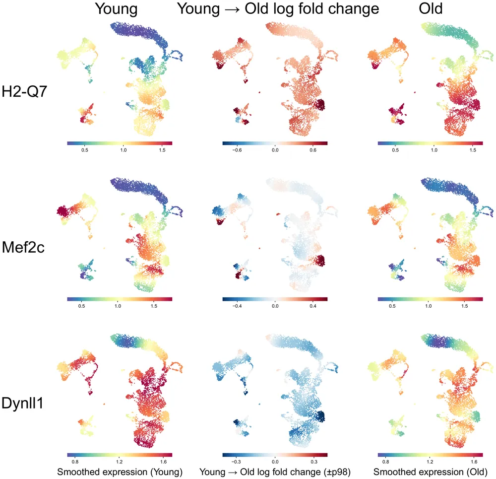 For the genes H2-Q7, Mef2c and Dynll1, three embeddings of mouse bone marrow cells: smoothed expression in young mice, the young-to-old log fold change per cell, and smoothed expression in old mice.