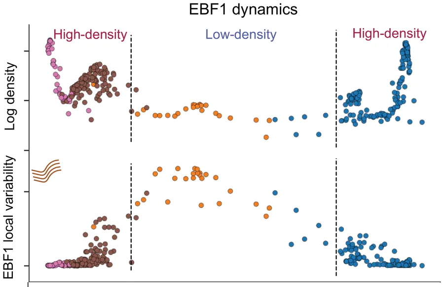 Two panels along the B-cell lineage: log density is high, then low, then high again; EBF1 local variability peaks in the low-density window.