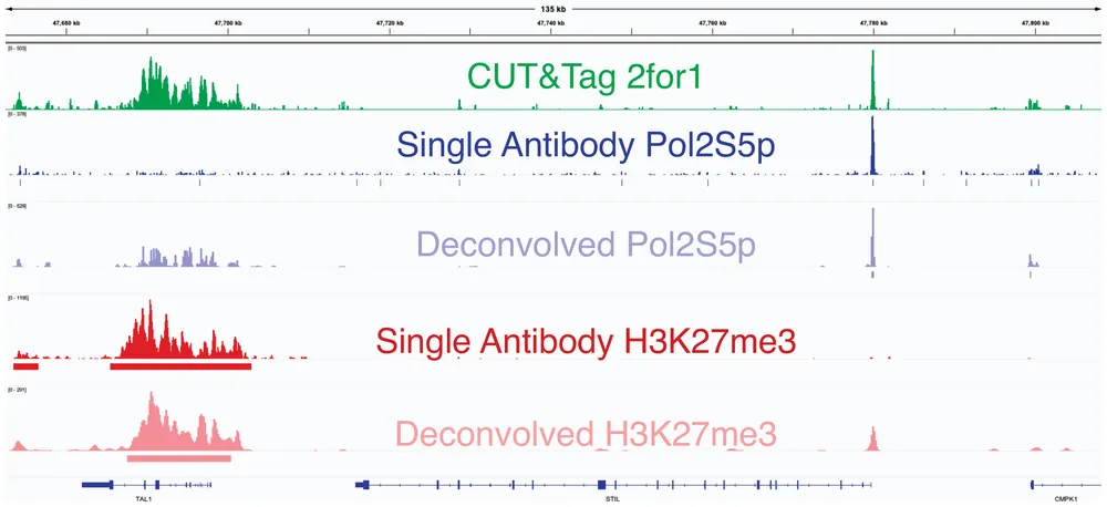 Genome tracks: the mixed CUT&Tag2for1 signal, single-antibody profiles of RNA polymerase II and H3K27me3, and the two tracks separated by 2for1separator, which match the single-antibody profiles.