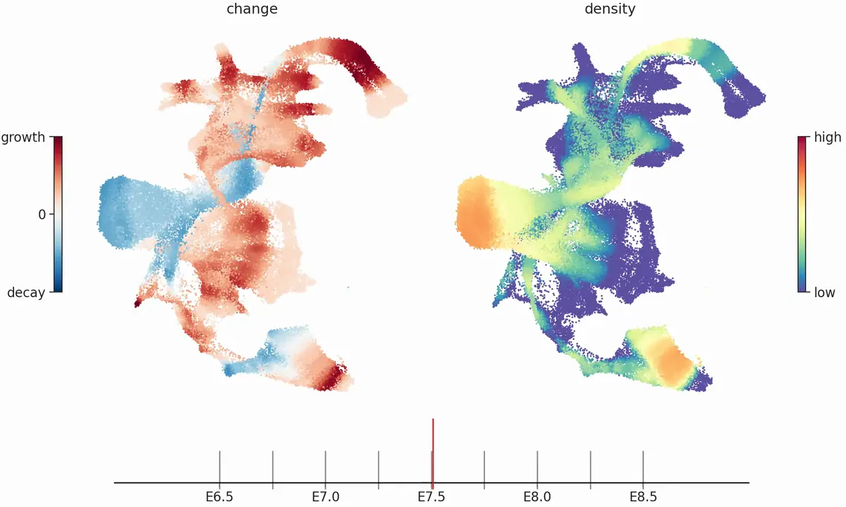 Two maps of all cells from mouse gastrulation at embryonic day 7.5: left, the rate at which the density of each cell state changes over time (growth red, decay blue); right, the cell-state density (low blue, high red); a timeline from E6.5 to E8.5 below.