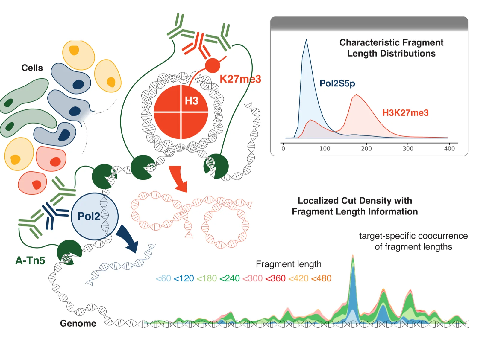 CUT&Tag2for1 cartoon: cells; chromatin with RNA polymerase II and an H3K27me3-marked nucleosome, each bound by its own antibody and cut by tethered Tn5; short fragments come from polymerase sites and long ones from H3K27me3; an inset shows the two marks' different fragment-length distributions; along the genome, cut density is coloured by fragment length.